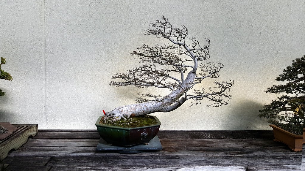 chinese elm bonsai tree @flickr