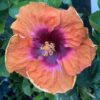Tropical Hollywood Hibiscus 'Disco Diva' in 4" pot