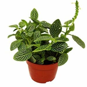White Nerve Plant | Fittonia Albivenis | Exotic Houseplants