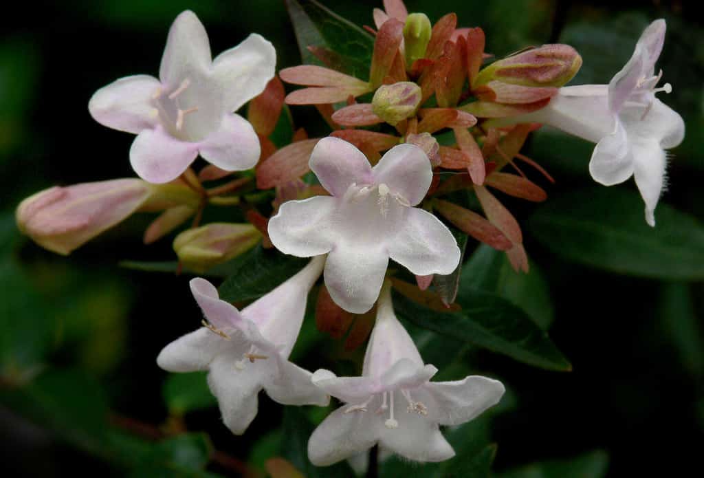 white flowering abelia grandiflora @flickr