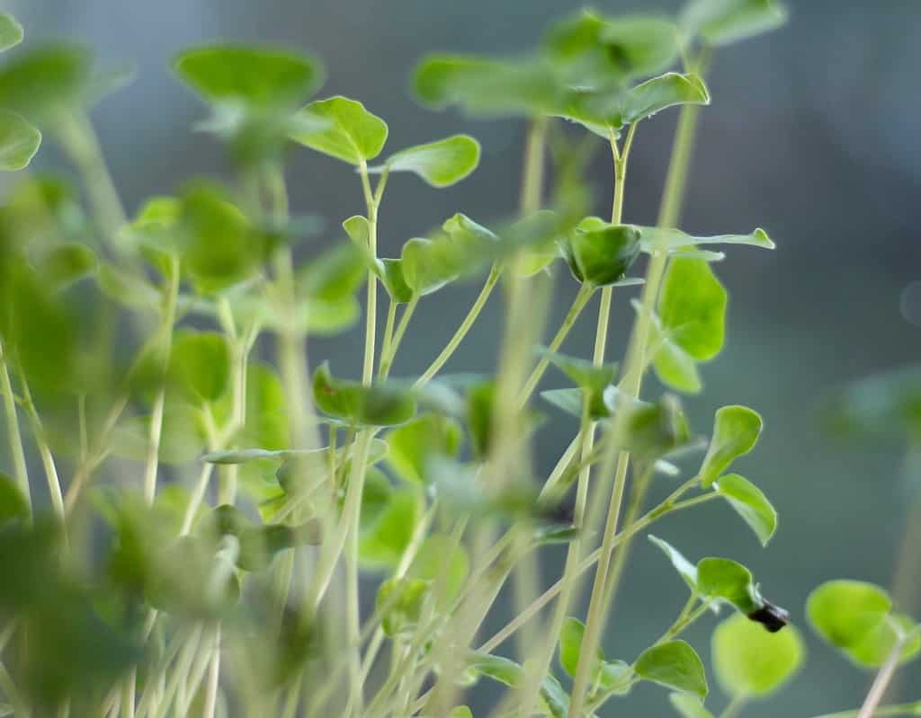 buckwheat microgreens @flickr