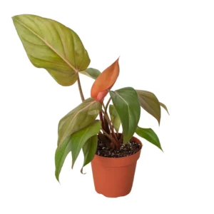 Philodendron Summer Glory | Gloriosum & Mccolleys Red Hybrid | Exotic Houseplant