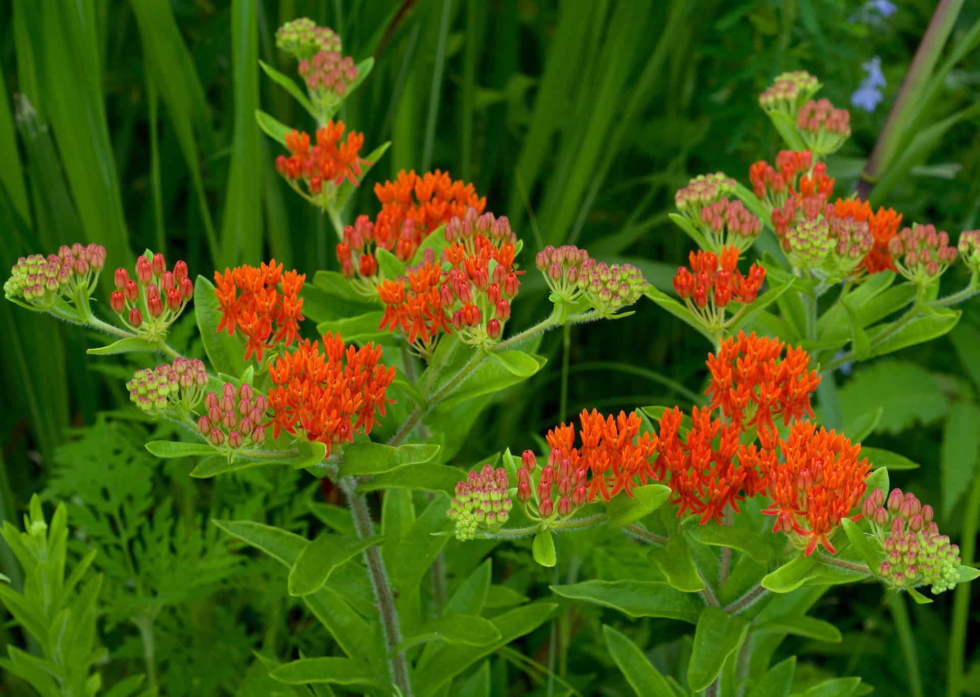 The Best Full Sun Plants For a Sunny Garden Plantly