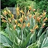 Canna Lily Stuttgart Striped Variegated Leaves 32-36 inch tall 1