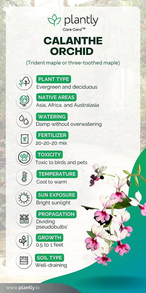 calanthe orchid care card
