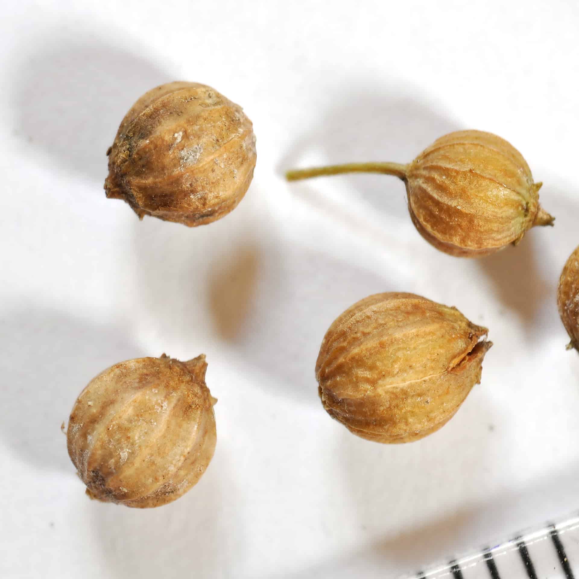 cilantro coriander seeds for propagation