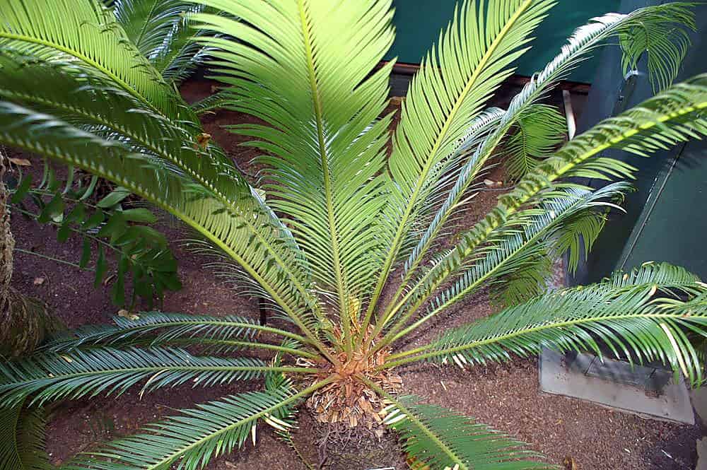 sago palm lighting