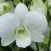Dendrobium Burana White Comes in 3" Pot