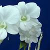 Dendrobium Full Moon 'White' They Come In A 3" Pots