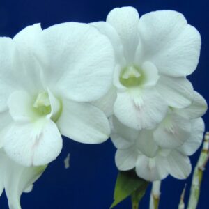 Dendrobium Full Moon 'White' They Come In A 3" Pots