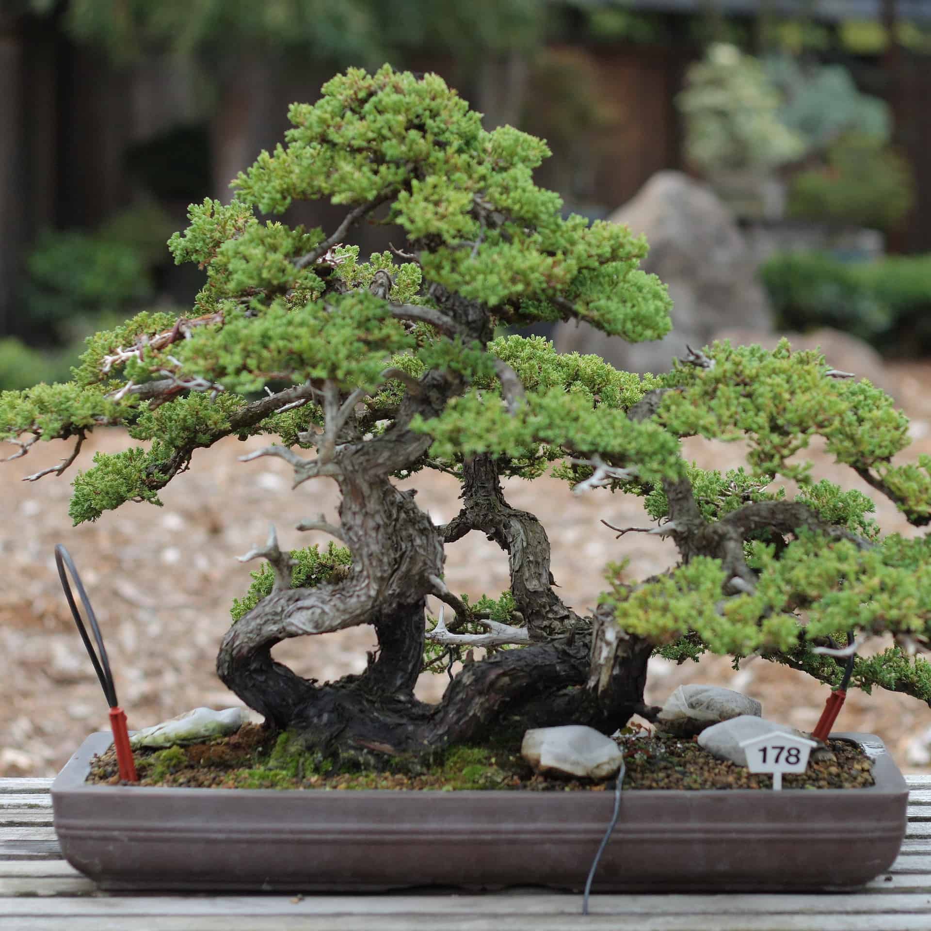 dwarf japanese garden juniper