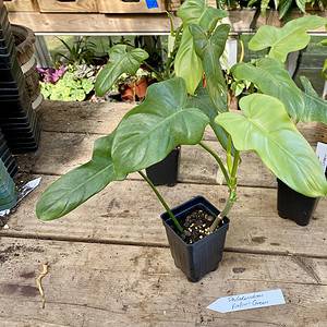 Philodendron bipennifolium Horsehead Green 2.5" tall pot Live Sta