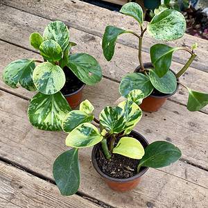 Peperomia Marble 4 Inch Pot Live Plant