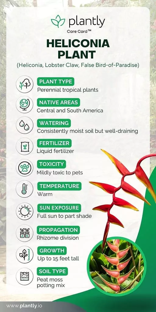 Heliconia Plant Care Card