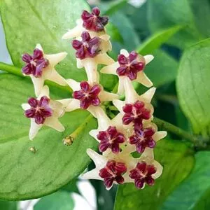 Hoya polyneura fish tail hoya