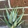 Aloe hybrid