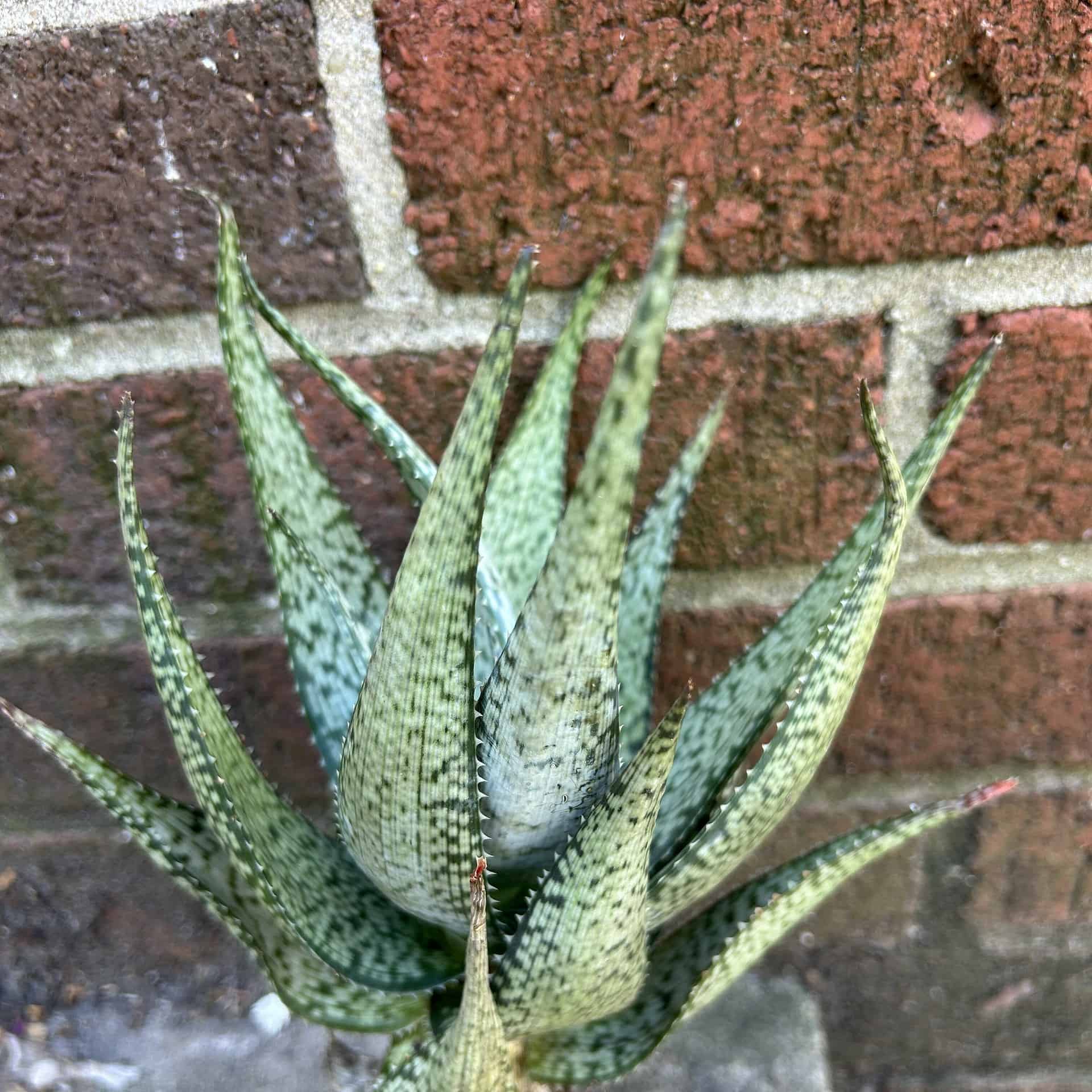 Aloe hybrid a small aloe plant growing in a pot