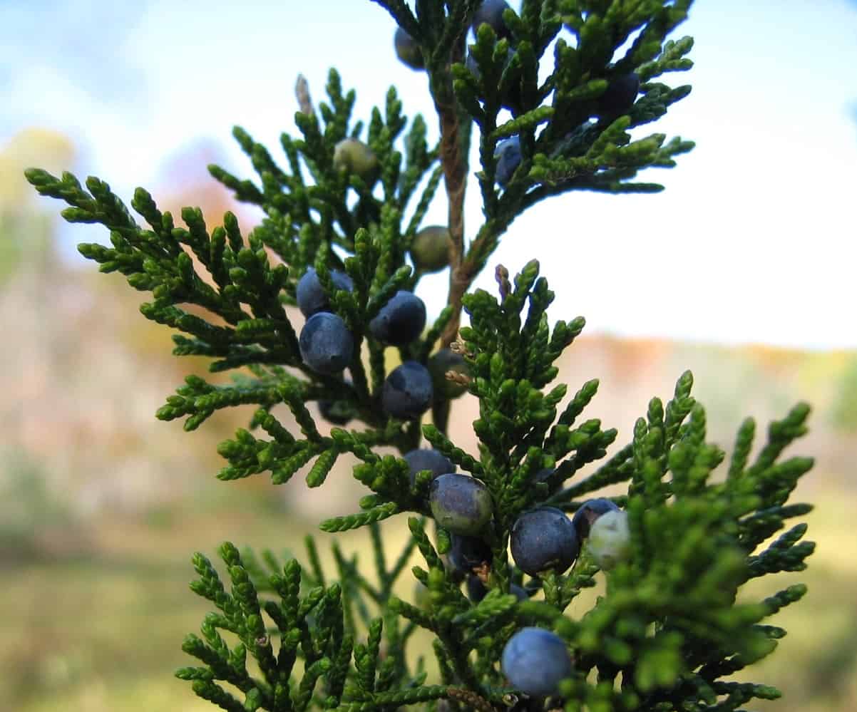  Juniperus virginiana under full sun