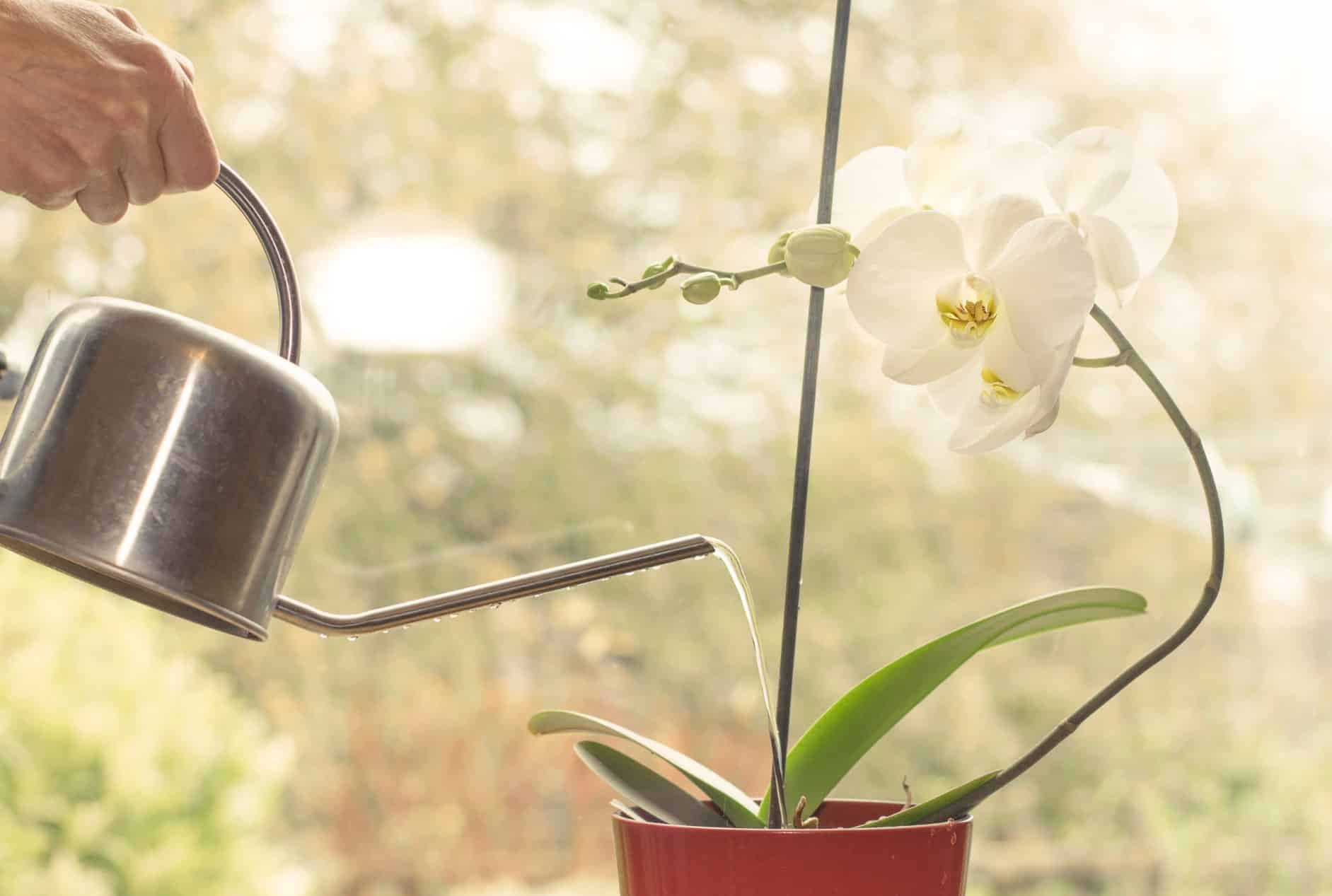 watering indoor orchid