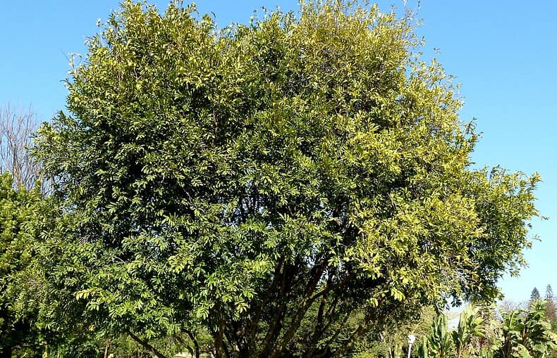 persinnon tree