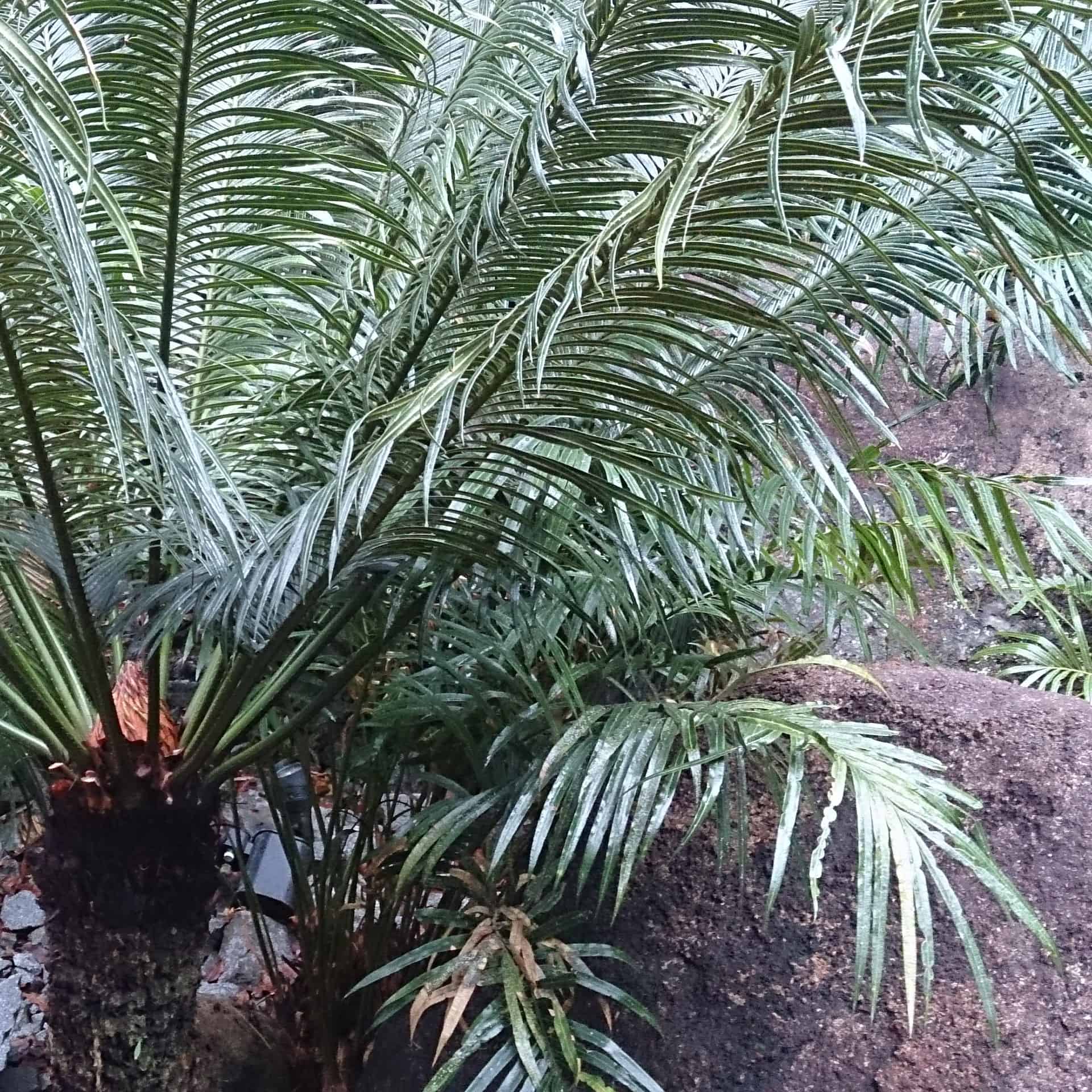 queen sago palm
