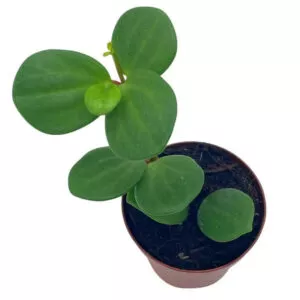 Peperomia Hope | 2 inch | Trailing Jade | Peperomia Rotundifolia