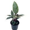 Apoballis Acuminatissima Lavallei, 4 inch, Rare Selby, Beautiful Houseplant