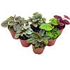 Peperomia Assortment, Foliage set, rosso, frost, albovittata, caperata, premium succulent collection, in 2 inch pots, plant gift