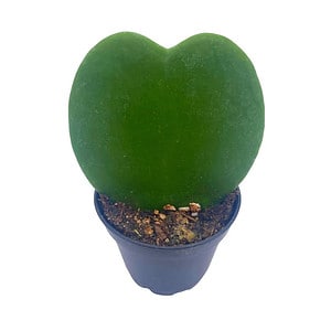 Green Hoya Kerrii Heart / Original Sweetheart Plant / Mothers day plant / Hoya Plant / Heart Shaped Succulent / Heart Hoya / Live Plant Rare
