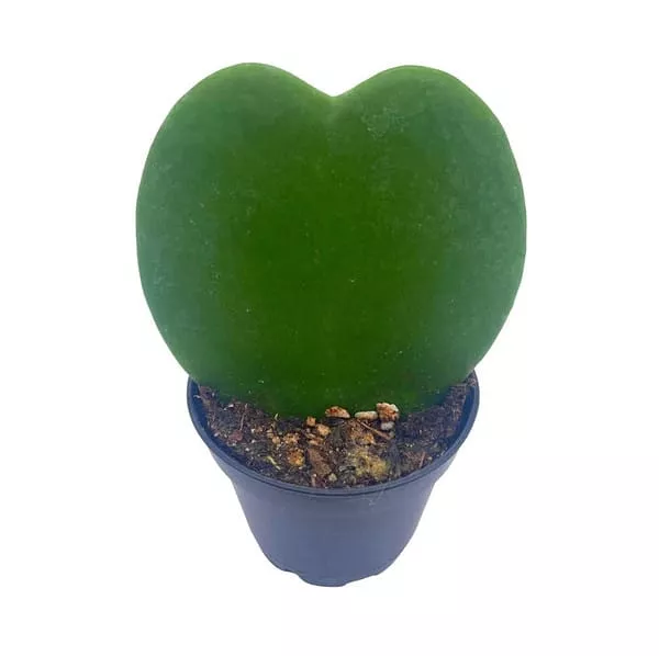 a heart shaped leaf plant