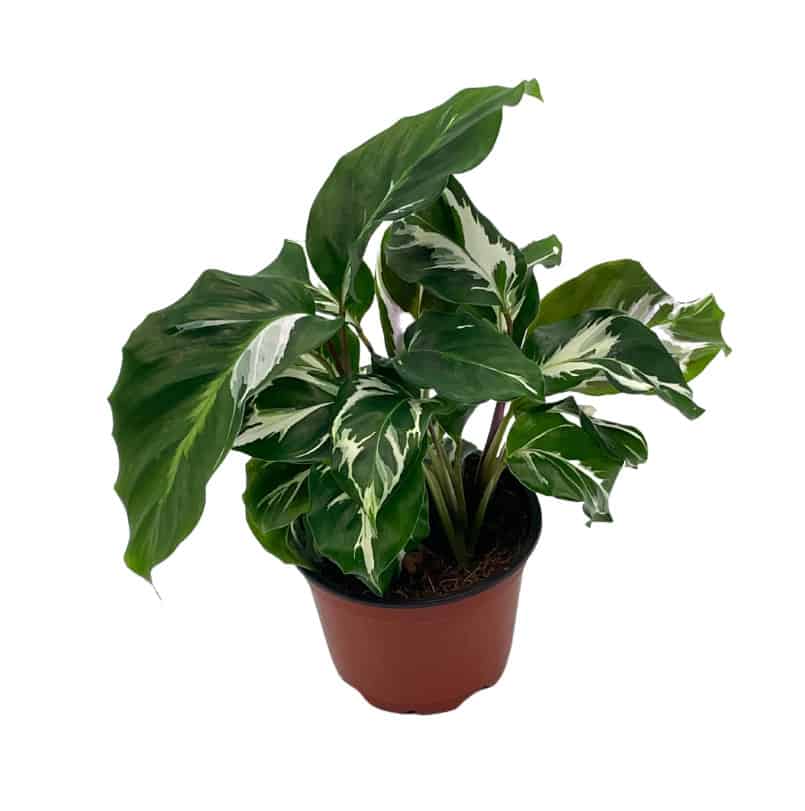 Calathea White Fusion Rare Variegated Prayer Plant Plantly