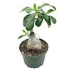 Desert Rose, 6 inch pot, Adenium Obesum, very round pot belly stump
