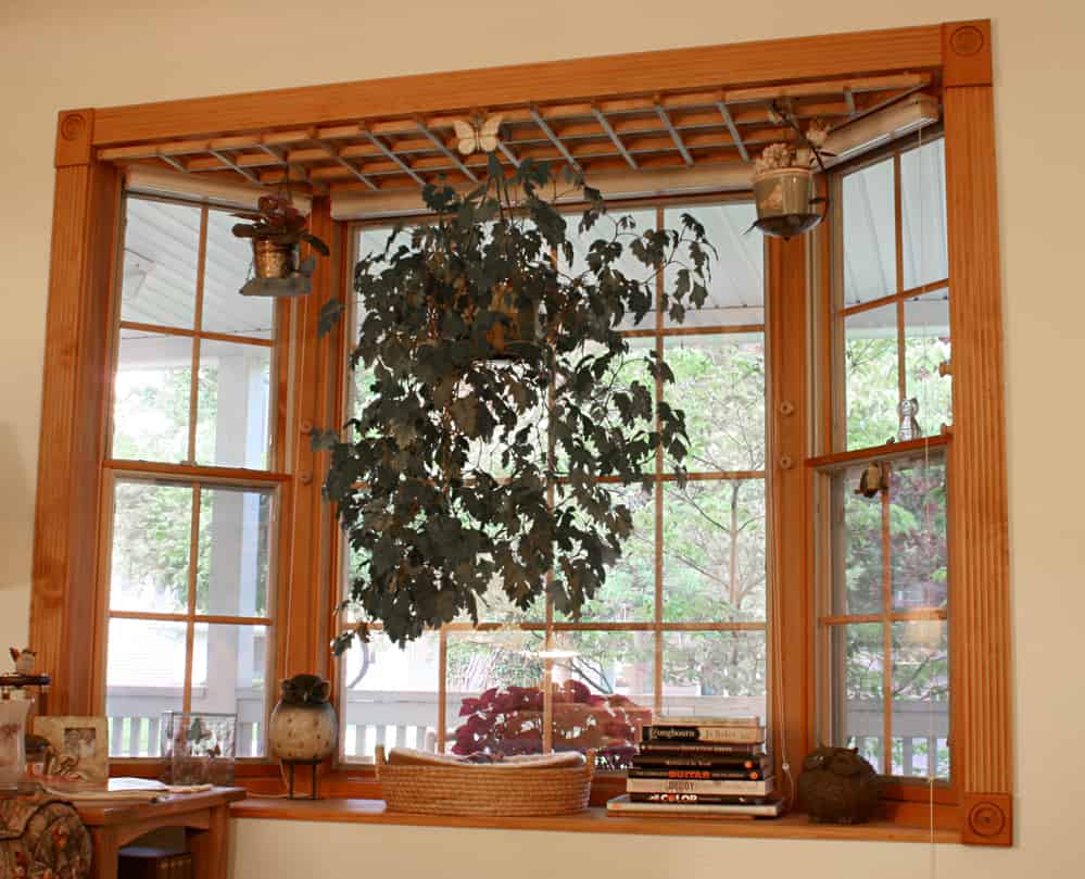 hanging plant near a window