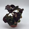 Dark Purple Begonia Rex, Galaxy, with white hairs, 4 inch Painted-Leaf Begonia, Unique Homegrown Exclusive, Variegated