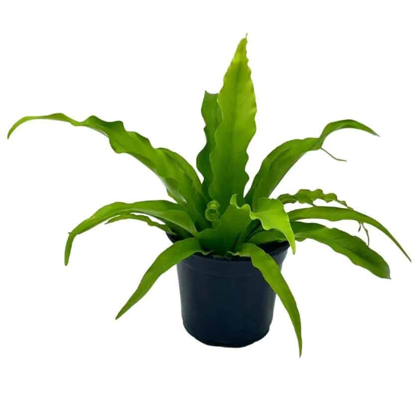 Bird’s Nest Fern, Crissie, 4 inch, Asplenium Antiquum, epiphytic fern in a 4 inch pot, very filled Chrissie Bird's Nest Fern, Crissie, 4 inch, Asplenium Antiquum, epiphytic fern in a 4 inch pot, very filled Chrissie