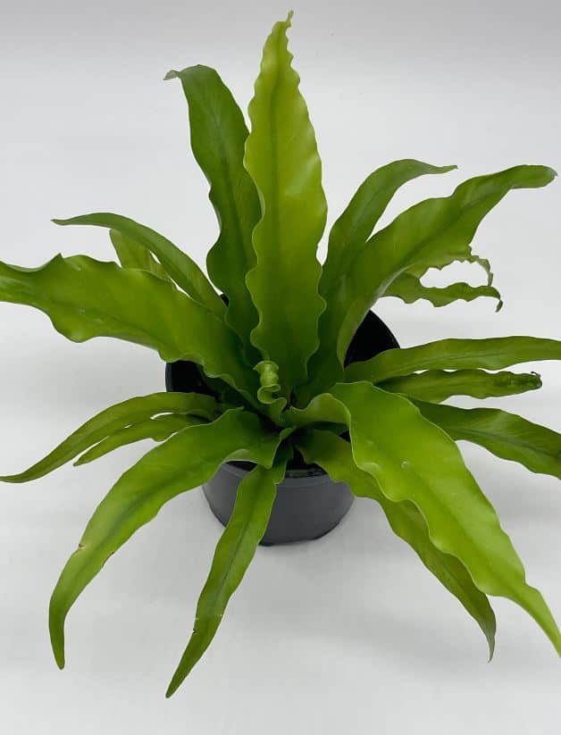 Bird’s Nest Fern, Crissie, 4 inch, Asplenium Antiquum, epiphytic fern in a 4 inch pot, very filled Chrissie Bird’s Nest Fern, Crissie, 4 inch, Asplenium Antiquum, epiphytic fern in a 4 inch pot, very filled Chrissie