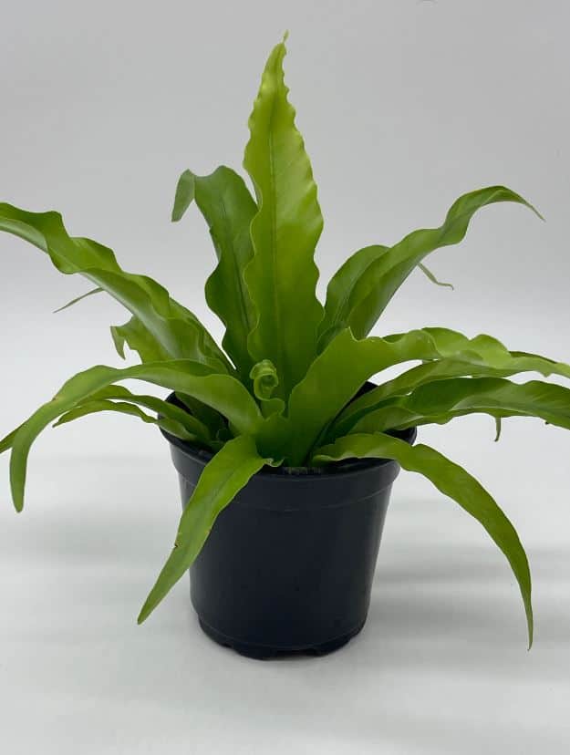 Bird’s Nest Fern, Crissie, 4 inch, Asplenium Antiquum, epiphytic fern in a 4 inch pot, very filled Chrissie Bird’s Nest Fern, Crissie, 4 inch, Asplenium Antiquum, epiphytic fern in a 4 inch pot, very filled Chrissie