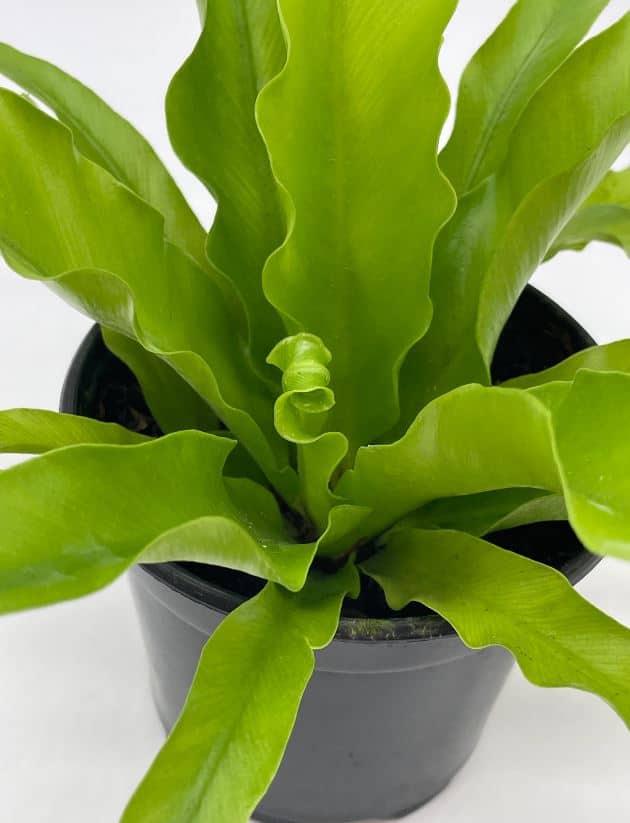 Bird’s Nest Fern, Crissie, 4 inch, Asplenium Antiquum, epiphytic fern in a 4 inch pot, very filled Chrissie Bird’s Nest Fern, Crissie, 4 inch, Asplenium Antiquum, epiphytic fern in a 4 inch pot, very filled Chrissie