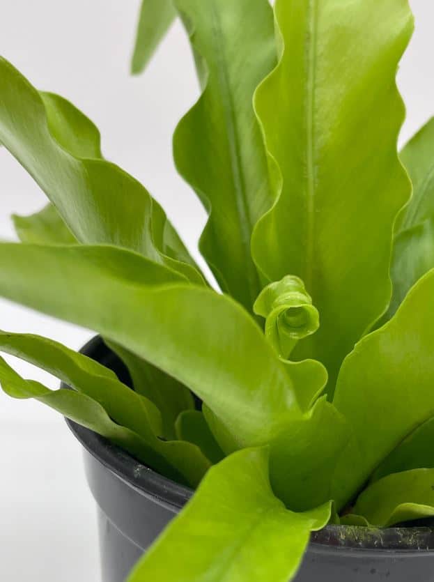 Bird’s Nest Fern, Crissie, 4 inch, Asplenium Antiquum, epiphytic fern in a 4 inch pot, very filled Chrissie Bird’s Nest Fern, Crissie, 4 inch, Asplenium Antiquum, epiphytic fern in a 4 inch pot, very filled Chrissie