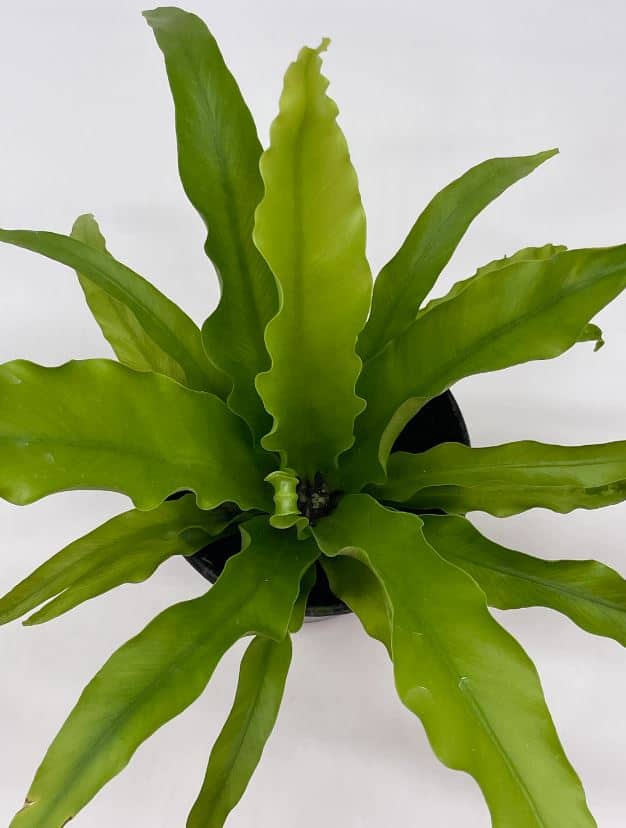 Bird’s Nest Fern, Crissie, 4 inch, Asplenium Antiquum, epiphytic fern in a 4 inch pot, very filled Chrissie Bird’s Nest Fern, Crissie, 4 inch, Asplenium Antiquum, epiphytic fern in a 4 inch pot, very filled Chrissie