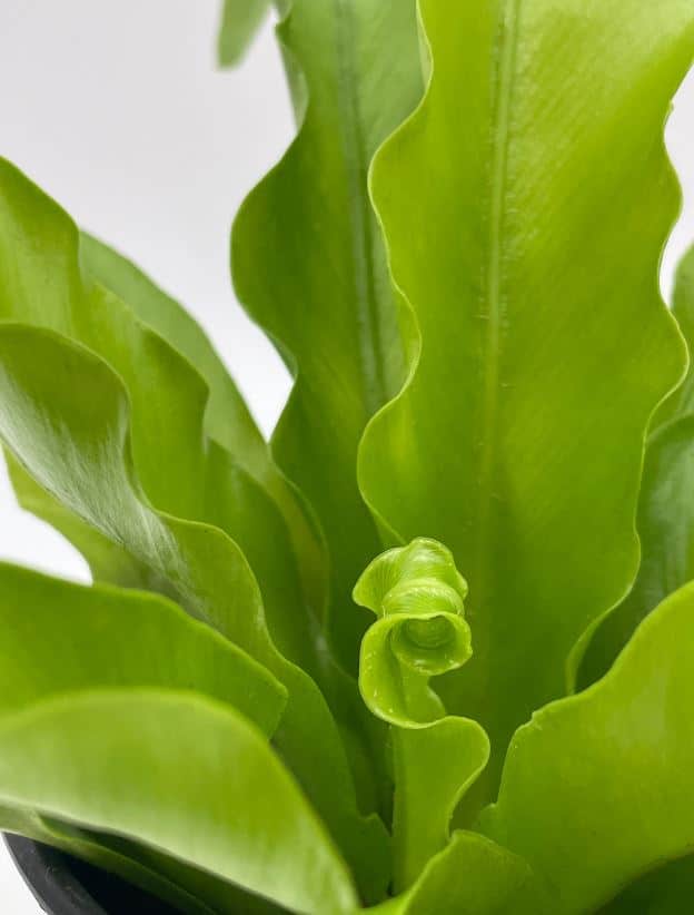 Bird’s Nest Fern, Crissie, 4 inch, Asplenium Antiquum, epiphytic fern in a 4 inch pot, very filled Chrissie Bird’s Nest Fern, Crissie, 4 inch, Asplenium Antiquum, epiphytic fern in a 4 inch pot, very filled Chrissie