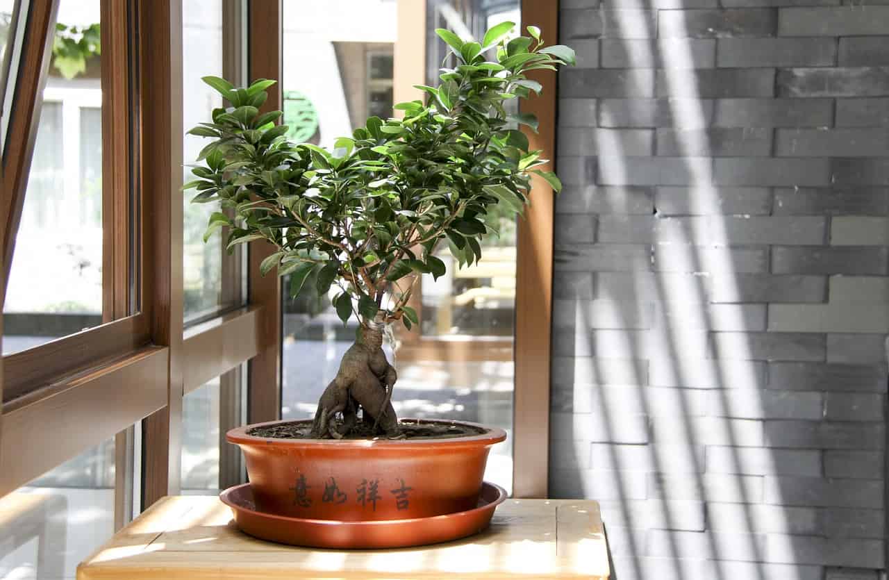 potted indoor bonsai neaer a sunny window