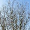Salix Corkscrew Willow Starter Tree