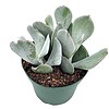 Cotyledon Orbiculata, Pig's Ear, 4 inch round-leafed succulent navel-wort