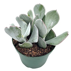 Cotyledon Orbiculata, Pig's Ear, 4 inch round-leafed succulent navel-wort