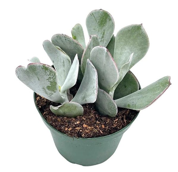 Cotyledon Orbiculata, Pig’s Ear, 4 inch round-leafed succulent navel-wort