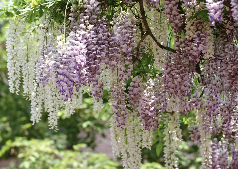 Blue Chineses Wisteria Tree Care | Plantly