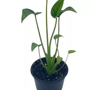Alocasia 'Tiny Dancer' in a 4 inch pot, very filled