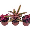 Cryptanthus bivittatus Assortment, Earth Star Bromeliad Set, 3 Different Succulents