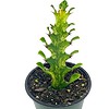 Variegated Euphorbia trigona, 4 inch pot Tricolor African Milktree, Varigated african milk tree